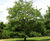 Quercus petraea - Durmast Oak, Sessile Oak 1