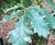 Quercus petraea - Durmast Oak, Sessile Oak 5