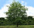 Quercus petraea - Durmast Oak, Sessile Oak 2