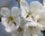 Prunus avium - Gean, Mazzard, Wild Cherry 3
