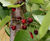 Prunus avium - Gean, Mazzard, Wild Cherry 5