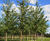 Prunus avium - Gean, Mazzard, Wild Cherry 4