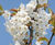 Prunus avium - Gean, Mazzard, Wild Cherry 6