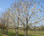 Prunus avium - Gean, Mazzard, Wild Cherry 7