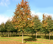 Prunus avium - Gean, Mazzard, Wild Cherry