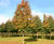 Prunus avium - Gean, Mazzard, Wild Cherry 0