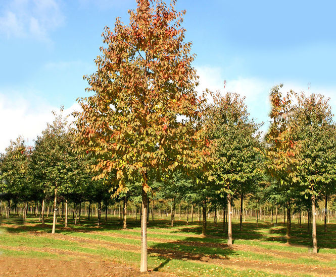 Prunus avium - Gean, Mazzard, Wild Cherry