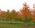 Prunus avium - Gean, Mazzard, Wild Cherry 1