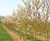 Prunus avium - Gean, Mazzard, Wild Cherry 2