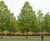 Quercus robur - Common Oak, English Oak 1