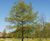 Quercus robur - Common Oak, English Oak 2