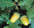 Quercus robur - Common Oak, English Oak 5