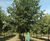 Quercus robur - Common Oak, English Oak 3