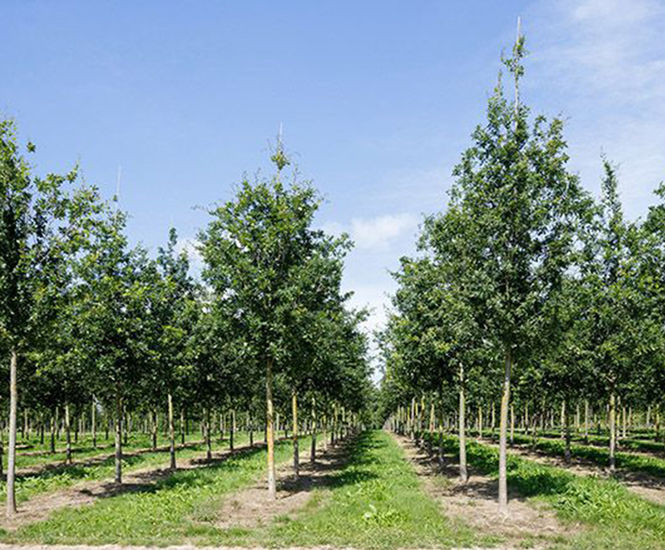 Quercus robur - Common Oak, English Oak