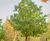Quercus robur - Common Oak, English Oak 4
