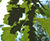 Quercus robur - Common Oak, English Oak 6