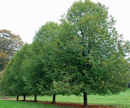 Tilia platyphyllos - Broad-leaved Lime, Big-leaf Lime