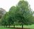 Tilia platyphyllos - Broad-leaved Lime, Big-leaf Lime 0