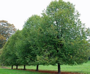 Tilia platyphyllos - Broad-leaved Lime, Big-leaf Lime