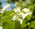 Tilia cordata 'Greenspire' - Small-leaved Lime 'Greenspire' 5
