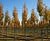 Tilia cordata 'Greenspire' - Small-leaved Lime 'Greenspire' 4