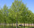 Tilia cordata 'Greenspire' - Small-leaved Lime 'Greenspire' 3