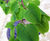 Tilia cordata 'Greenspire' - Small-leaved Lime 'Greenspire' 6