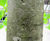 Tilia cordata 'Greenspire' - Small-leaved Lime 'Greenspire' 7