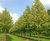 Tilia cordata 'Greenspire' - Small-leaved Lime 'Greenspire' 1