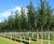 Tilia cordata 'Greenspire' - Small-leaved Lime 'Greenspire' 0