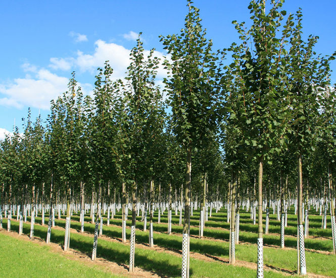 Tilia cordata 'Greenspire' - Small-leaved Lime 'Greenspire'
