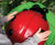Ladybug - outdoor musical instrument for children 3