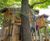 Woodland adventure play - Savill Garden, Windsor Great Park 9