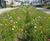 Pro Flora 17 SUDS OneMix - wildflower and grass mix for drainage systems 0
