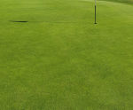 J Ultrafine Rye 50 - 50/50 rye and fescue grass seed for golf turf