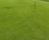 J Ultrafine Rye 50 - 50/50 rye and fescue grass seed for golf turf - on this page