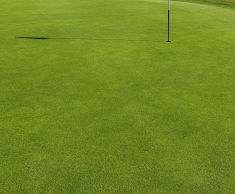 J Ultrafine Rye 50 - 50/50 rye and fescue grass seed for golf turf