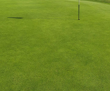 J Ultrafine Rye 50 - 50/50 rye and fescue grass seed for golf turf