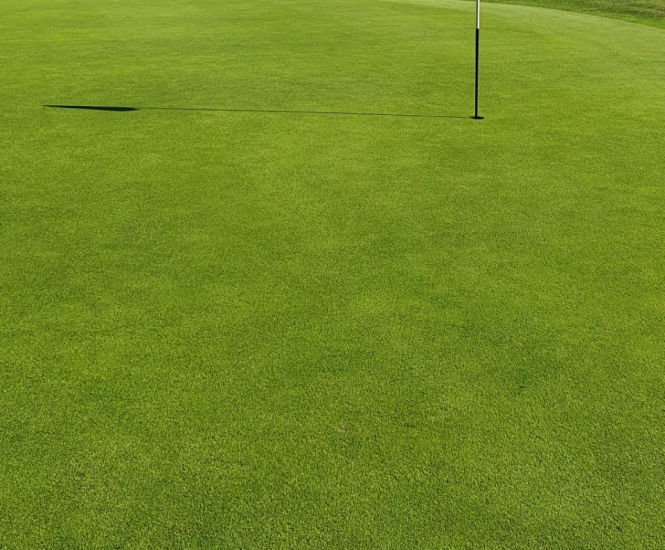 J Ultrafine Rye 50 - 50/50 rye and fescue grass seed for golf turf