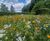 DLF Colour Boost brings burst of colour to scenic Lees Hall Golf Club 0