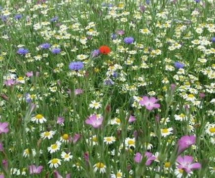 Minster Meadows 100% wildflower mixture