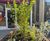 Bespoke planters and street furniture revitalise Blackpool town centre 17
