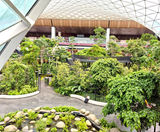 Tree anchoring - The Orchard, Hamad International Airport, Qatar - on this page