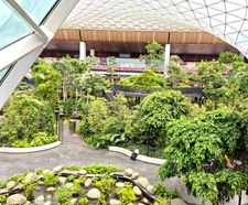 Tree anchoring - The Orchard, Hamad International Airport, Qatar