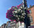 18" Pagoda Hanging Basket - self-watering outdoor flower basket 4