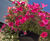 18" Pagoda Hanging Basket - self-watering outdoor flower basket 1