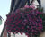 20" Pagoda Hanging Basket - plastic self-watering hanging planter 2