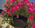 20" Pagoda Hanging Basket - plastic self-watering hanging planter 4