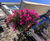 20" Pagoda Hanging Basket - plastic self-watering hanging planter 3