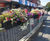 geViews Pagoda Barrier Basket - plastic self-watering fence mounted planter 4